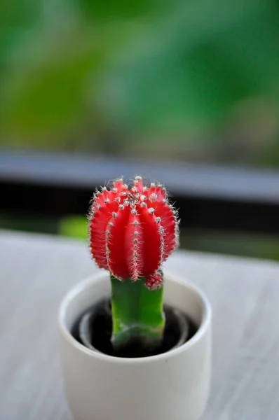 Gymnocalycium Mihanovichii Cactus Esagono Cereale Pianta Rossa — Foto Stock