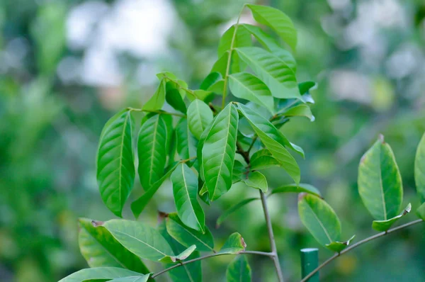 Rambutan Tree Rambutan Plant Nephelium Lappaceum Linn Plant — Foto Stock