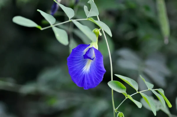 蝴蝶豌豆 蓝豌豆花或紫丁香或紫丁香植物 — 图库照片