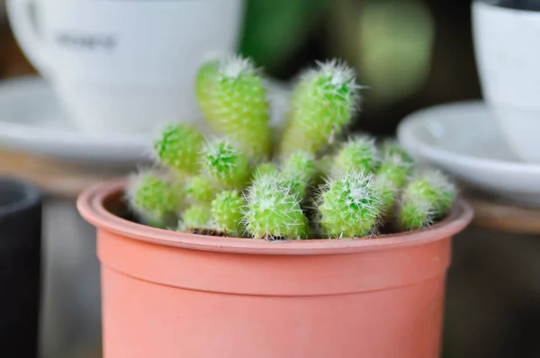 Cactus Succulent Flower Pot Small Cactus — Stock Photo, Image