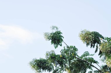 Mantar ağacı, Hint mantar ağacı veya Millingtonia hortensis Linn veya BIGNONIACEAE bitki ve gökyüzü arkaplanı