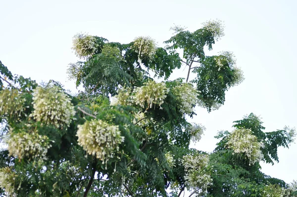 Alcornoque Alcornoque Indio Millingtonia Hortensis Lino Bignoniaceae Planta Fondo Del —  Fotos de Stock
