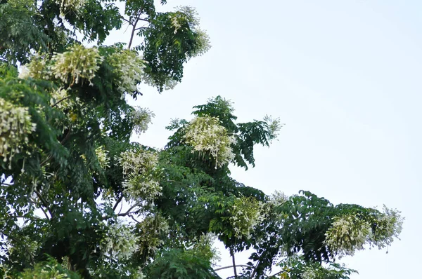 Korkový Strom Indický Korkový Strom Nebo Millingtonia Hortensis Linn Nebo — Stock fotografie
