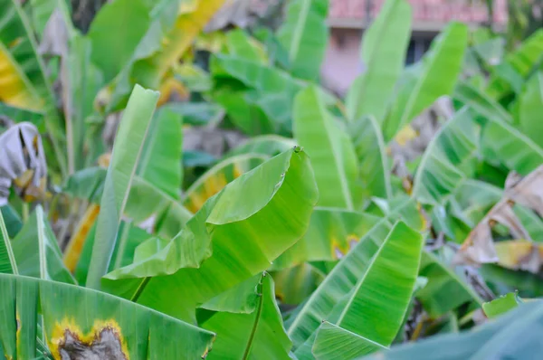 Bananenblatt Oder Bananenpflanze Bananenbaum Oder Bananenfarm — Stockfoto