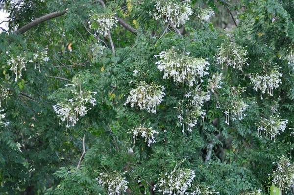 Sughero Sughero Indiano Millingtonia Hortensis Linn Bignoniaceae Piante Cielo Sfondo — Foto Stock