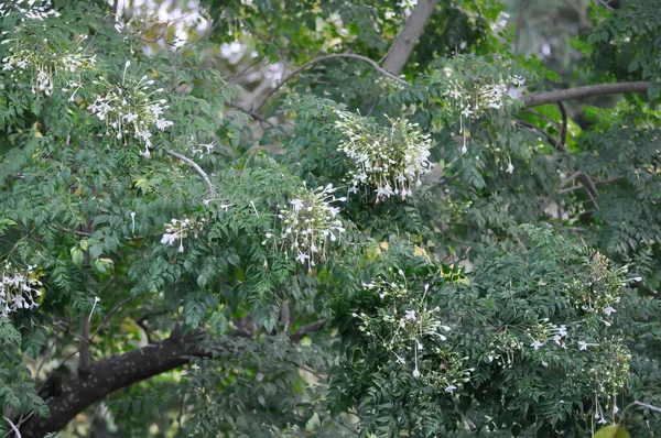 Sughero Sughero Indiano Millingtonia Hortensis Linn Bignoniaceae Piante Cielo Sfondo — Foto Stock