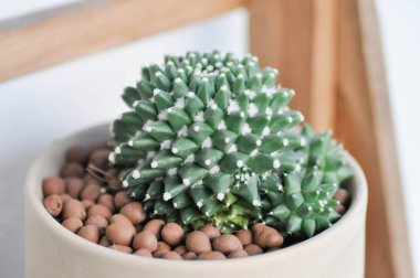 Mammillaria ya da Mammillaria erusamu rebutia minuscula, kaktüs ya da sulu bitki