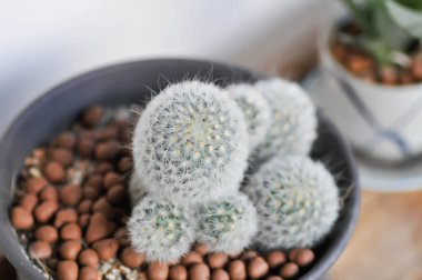 Mammillaria carmenae, Mammillaria veya kaktüs veya sulu bitki