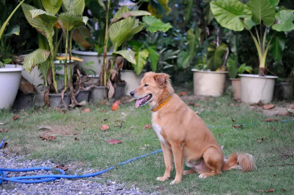 Köpek Kahverengi Köpek Bahçede Oturan Köpek — Stok fotoğraf