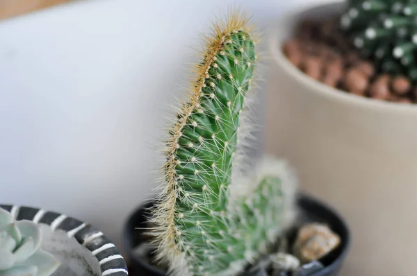 Cereus Columbians Cristata Cactus Succulent Plant — Stock Photo, Image