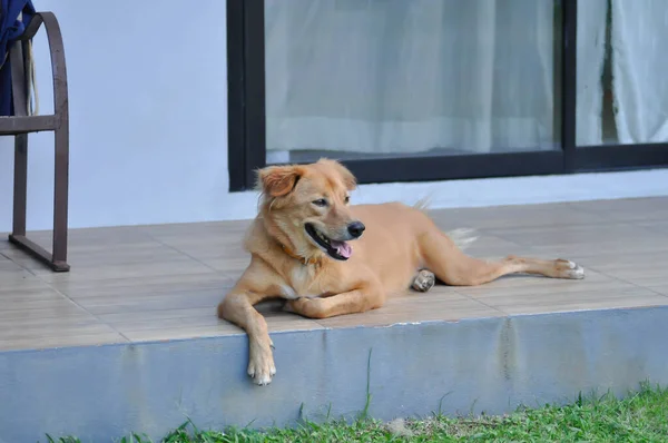 Cão Cão Marrom Casa Cão Deitado — Fotografia de Stock