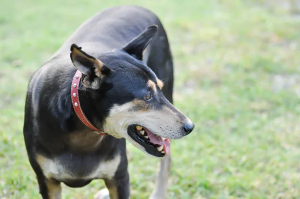 犬や庭の黒い犬や床の上に立つ犬 — ストック写真