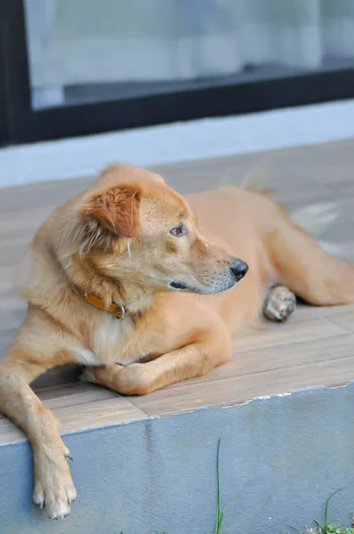 犬や茶色の犬や嘘をつく犬 — ストック写真