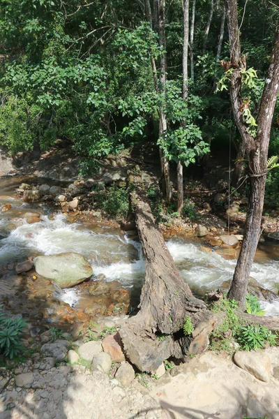 森林或河流中的瀑布和树木 河流附近的岩石和圆木 — 图库照片