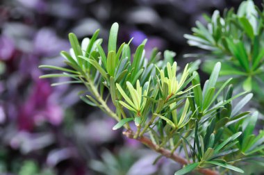Podocarpus polystachyus, Sea Tak veya Jati Laut veya PODOCARPACEAE veya çam ağacı