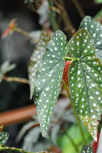 Begonia Begonia Maculata Begonia Maculata Wightii Planta — Foto de Stock