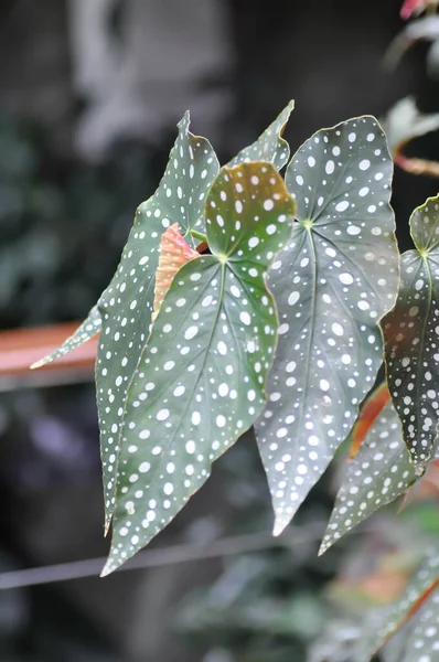 Begonia Atau Begonia Maculata Tanaman Begonia Maculata Wightii — Stok Foto