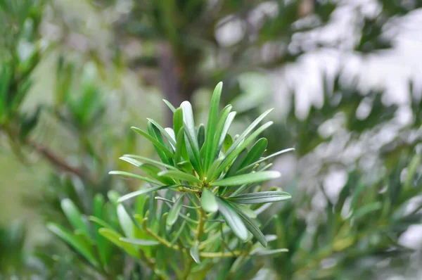 Podocarpus Polystachyus Sea Teak Jati Laut Podocarpaceae Pine Tree — 스톡 사진
