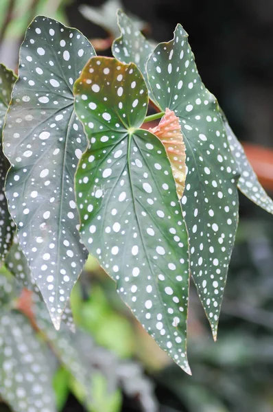 Begonia Maculata Begonia Maculata Wightii Planta — Fotografia de Stock
