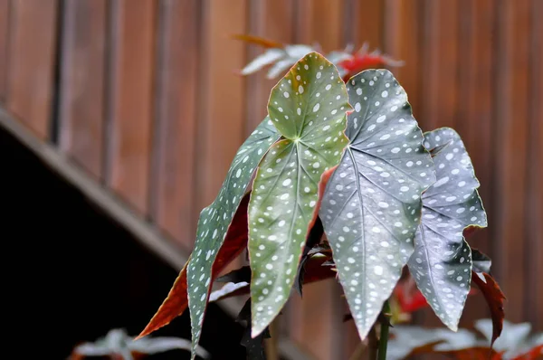 Begonia Maculata Begonia Maculata Wightii Plant — Stockfoto