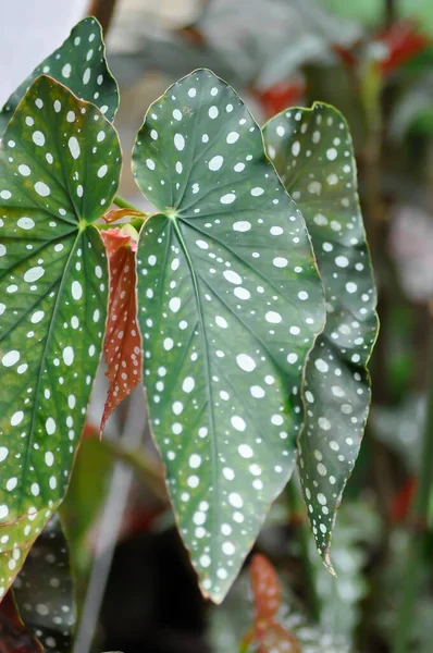 Begonia Begonia Maculata Begonia Maculata Wightii Plant — 스톡 사진