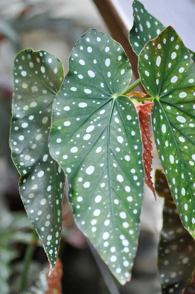Begonia Begonia Maculata Begonia Maculata Wightii Planta — Foto de Stock