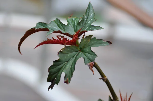 Begonia Leopatra Begonia Begonia Plant Red Leaf Bicolor Plant — 스톡 사진