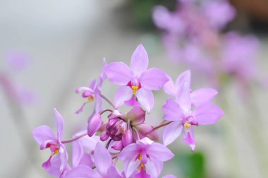 Yer orkidesi, Spatthoglottis veya Acanthephippium veya Bletia veya Calanthe veya mor çiçek veya mor Spatthoglottis