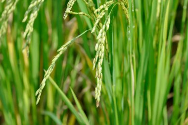 pirinç tarlası veya pirinç tarlası, pirinç bitkisi veya çeltik tarlası veya pirinç tohumu