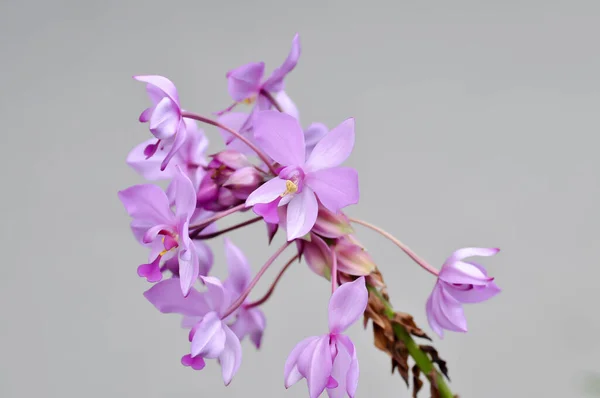 Orchidea Ziemna Spatoglottis Lub Acanthephippium Lub Bletia Lub Calanthe Lub — Zdjęcie stockowe