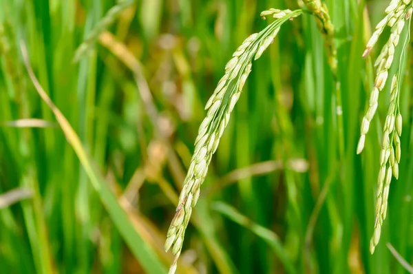 rice plant or rice field , sticky rice plant or paddy field or rice seed