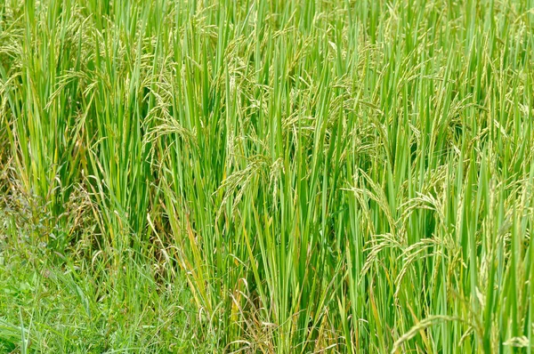Rice Plant Rice Field Sticky Rice Plant Paddy Field Rice — Stock Photo, Image