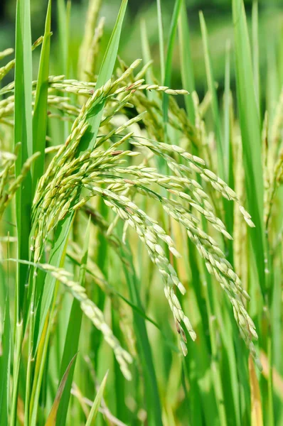 rice plant or rice field , sticky rice plant or paddy field or rice seed