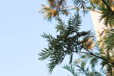 Avustralya Gümüş Meşesi, Grevillea robusta veya Kalla veya Proteaceae veya Silver Oak veya Güney Silky Oak ağacı
