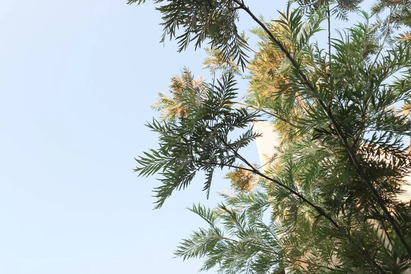 stock image Australian Silver Oak, Grevillea robusta or Kalla or Proteaceae or Silver Oak or Southern Silky Oak tree