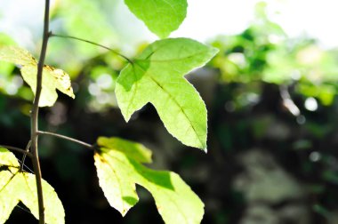 Akçaağaç yaprağı, akçaağaç yaprağı ya da yeşil yaprak ya da yumuşak odaklı Acer sakarum bataklığı