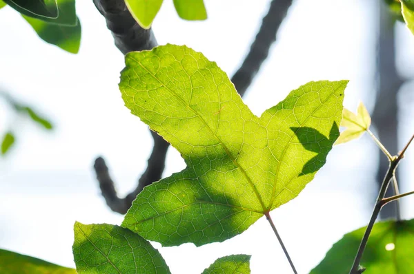 Maple Leaf Maple Leaves Green Leaf Acer Saccharum Marsh Soft Stock Image