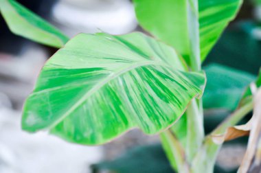 Üreo striata, Musa veya Musa sp veya MUSACEAE veya Striata veya Muz veya Muz Bitkisi veya Musa ABB Grubu veya Namwa Dang