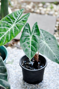 alocasia bitkisi, alocasia pembe ejderha bitkisi veya Alocasia baginda