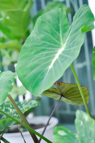 Colocasia çeşitlendirilmiş, Colocasia esculenta Nancys İntikam veya Colocasia nancys intikam bitkisi