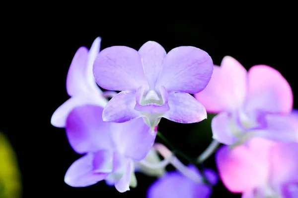 紫色のランの花やラン科植物 — ストック写真