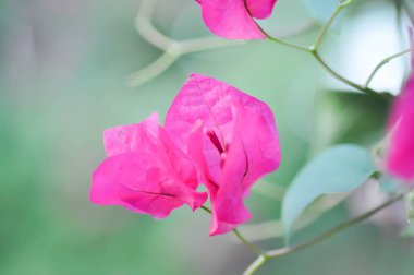 Bougainvillea veya kağıt çiçek, bahçede kırmızı kağıt çiçek