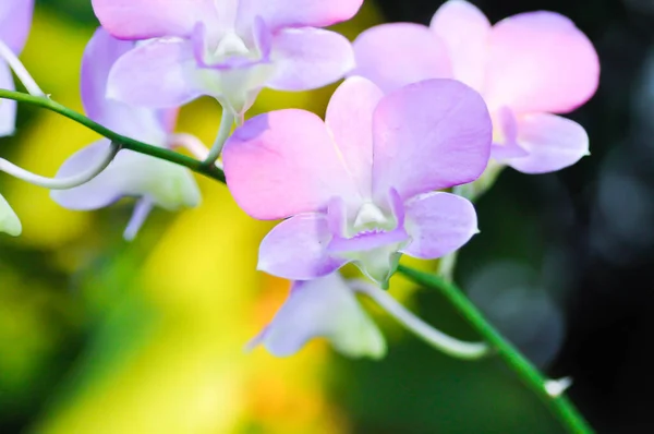 庭の紫色の蘭の花や蘭科植物 — ストック写真