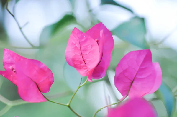 Бугенвиллея Бумажный Цветок Красный Бумажный Цветок Саду — стоковое фото