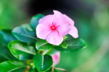 Ludwigia Adscendens, West Indian paeriwinkle veya Pembe çiçek veya Catharanthus roseus veya Vinca veya Old maid veya Madagasgar menekşe çiçeği