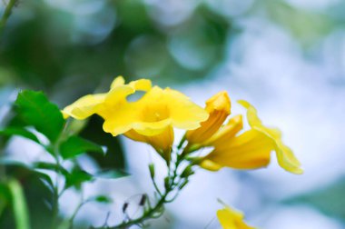 Allamanda katarkası veya Allamanda çiçeği, Allamanda katarcığı L veya Altın trompet veya Allamanda veya APOCYNACEAE bitkisi