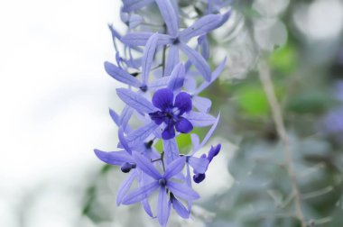 Zımpara kağıdı sarmaşığı, mor çelenk veya Queens çelengi veya mor çiçek