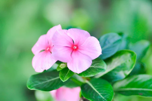 Luchgia Adscendens West Indian Paeriwinkle Pink Flower Catharanthus Feleus Faba — стоковое фото