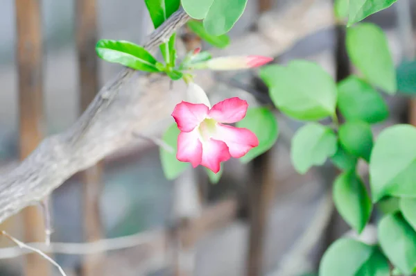 Róża Pustynna Lilia Impala Lub Adenium Obesumor Różowe Kwiaty — Zdjęcie stockowe