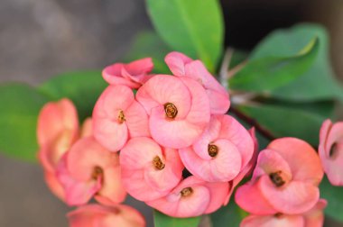 İsa Thorn, Euphorbia milii veya Euphorbiaceae veya pembe çiçekler